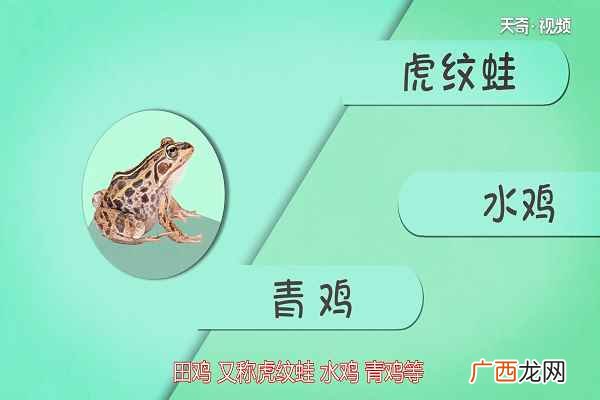田鸡适合与哪些食物进行搭配 田鸡的功效与作用