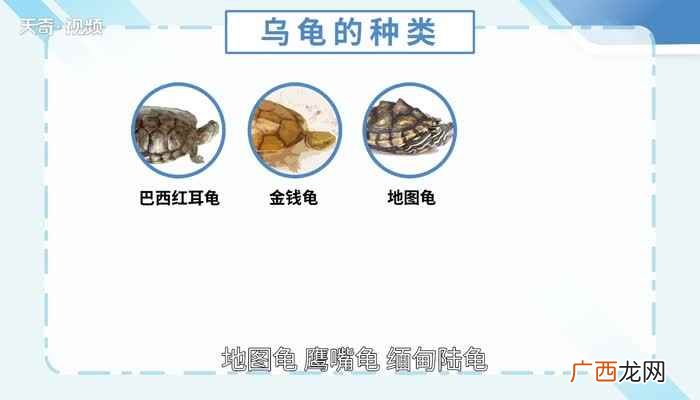 乌龟的种类图片大全 乌龟的种类