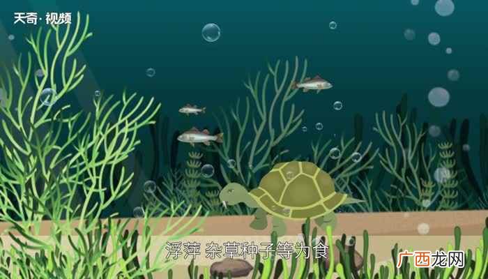 乌龟的种类图片大全 乌龟的种类