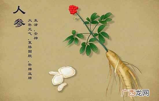 人参为什么会跑呢 人参会跑是什么原理