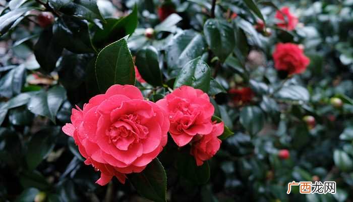 茶花可以泡水喝吗