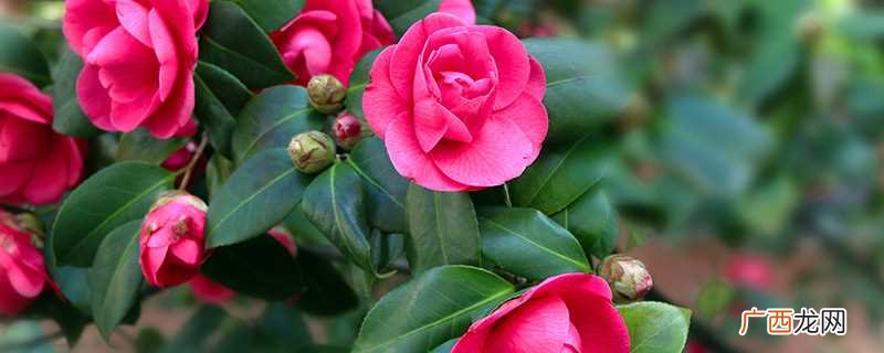 茶花可以泡水喝吗