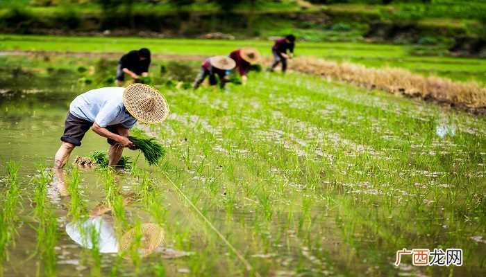 农事活动一般包括播种、施肥、除草、防治病虫害、收获等方面 农事活动包括哪些
