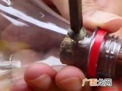 自制高空摘果器工具的操作步骤 自制高空摘果器工具