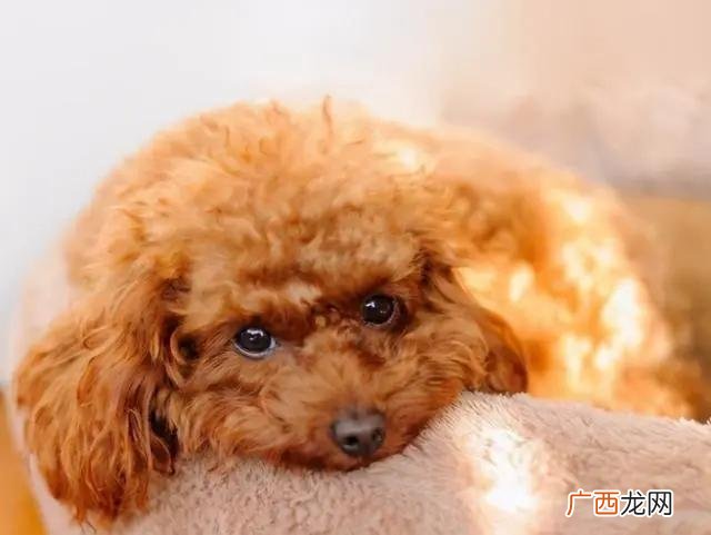老了有什么表现 泰迪寿命一般能活多少年