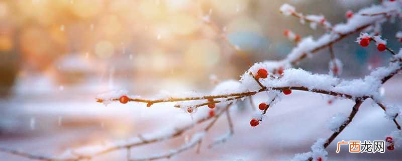羊脂雪米是什么米