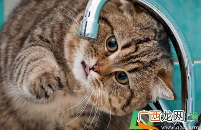 猫咪不爱喝水可以强灌吗 猫不爱喝水可以强灌吗