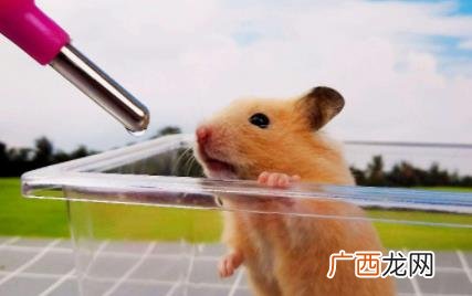 养仓鼠需要喂水吗