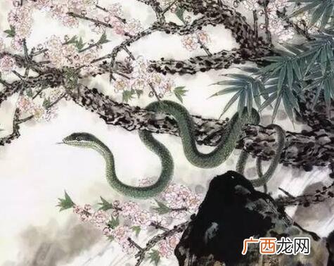 天生聪明伶俐三大生肖 聪明伶俐是什么生肖