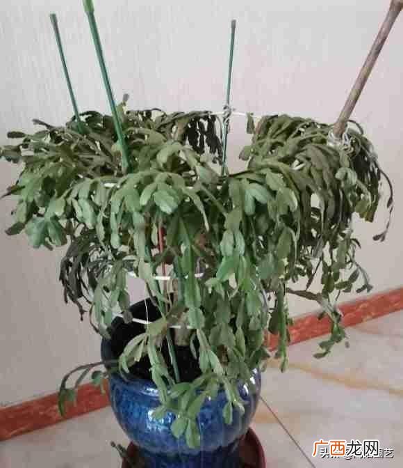 叶片软塌塌的怎么回事 蟹爪兰叶子发软发皱怎么办