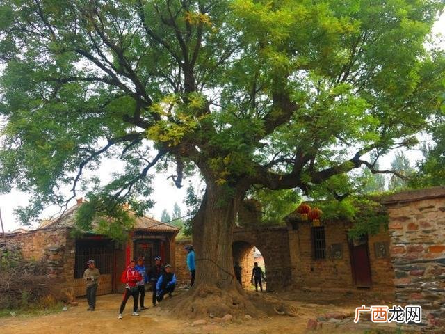 农村种植8种果树赚钱快，回本快 种什么树最赚钱农村