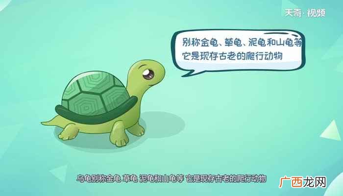 乌龟为什么长寿的原因 乌龟为什么长寿