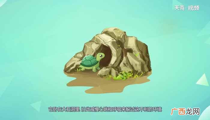 乌龟为什么长寿的原因 乌龟为什么长寿