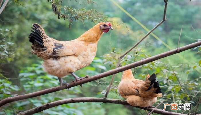 chicken的词汇搭配 chicken可数吗