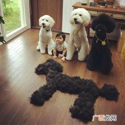 家里养巨贵犬优点和缺点介绍 十个不养巨贵的理由