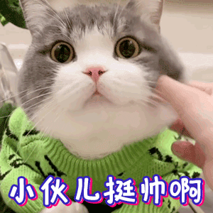 看这5点就可以轻松分辨公母了 公猫和母猫怎么区分图解