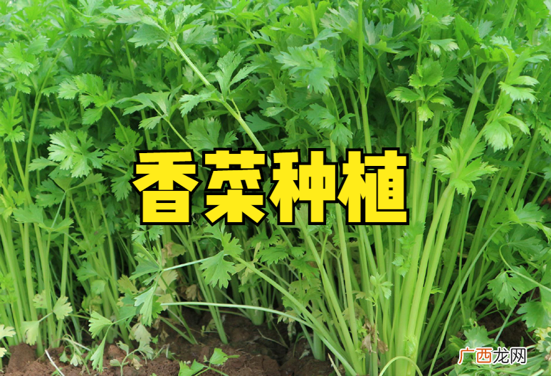 香菜的种植时间和方法介绍 香菜几月份种植最好