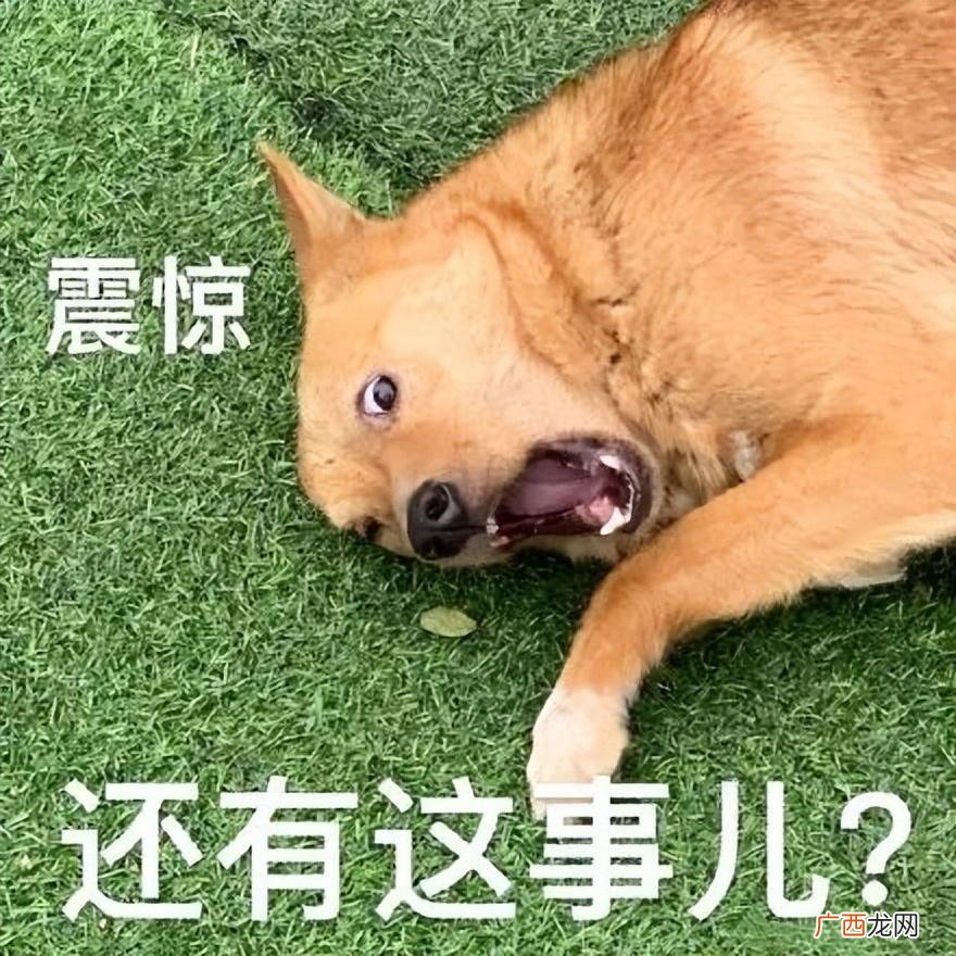 遇到恶犬这样做，可以救你一命 遇到恶狗怎么办
