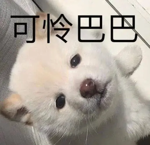 送走狗狗要注意什么 送走狗狗会把运气带走吗
