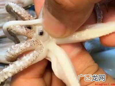 海兔怎么处理怎么清洗的具体操作步骤 海兔怎么处理怎么清洗