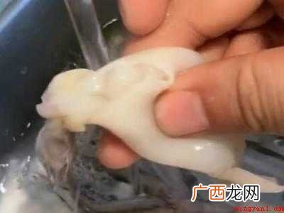 海兔怎么处理怎么清洗的具体操作步骤 海兔怎么处理怎么清洗