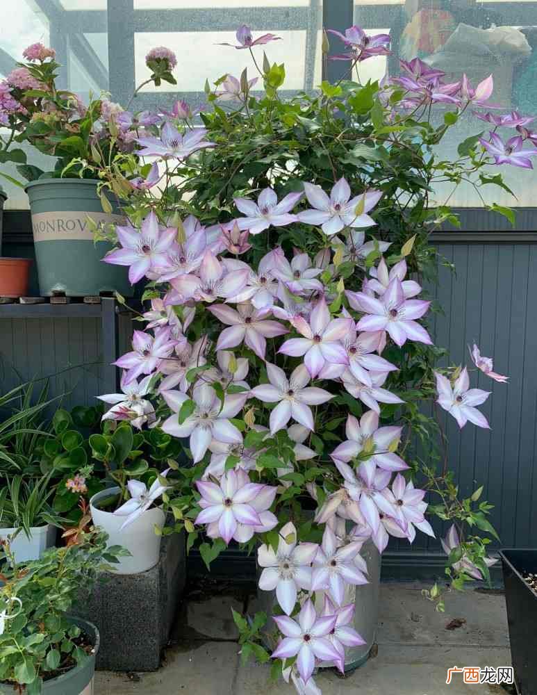 10种开花美丽漂亮的花卉品种 家里养好看的花品种