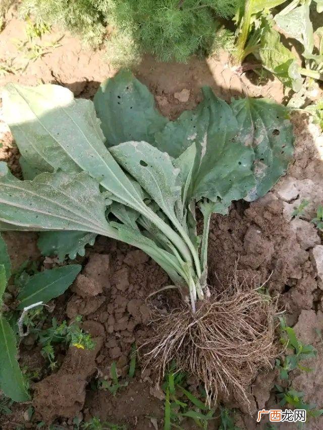 农村常见的车前草竟然成了宝贝 车前草的资料和介绍