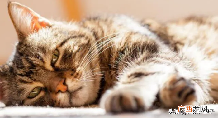 什么原因是生病了吗 猫咪舔爪子是什么意思