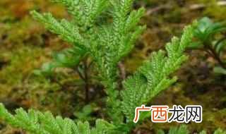 经豚鼠和大鼠实验表明还弱的抗胃溃疡作用 还魂草功效