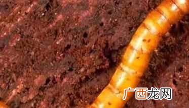 丝瓜沟金针虫有什么危害,怎么防治沟金针虫?