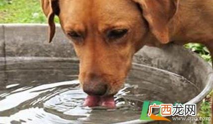 狗狗什么病会引起大量喝水
