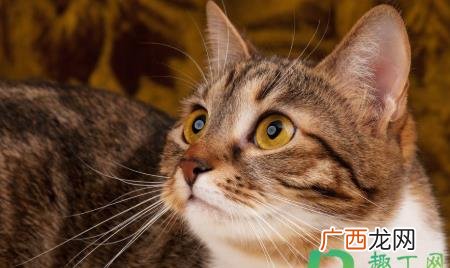 猫咪胡子被剪了会怎样