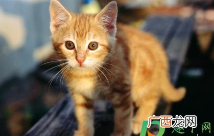 小奶猫拉稀怎么办精神很好