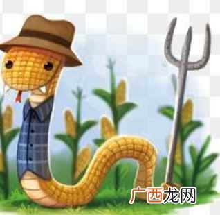 玉米蛇多少钱一只