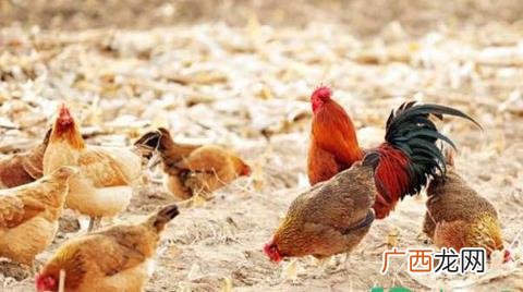 h7n7禽流感是哪一年爆发的 h7n7禽流感为什么不叫h7n7流感
