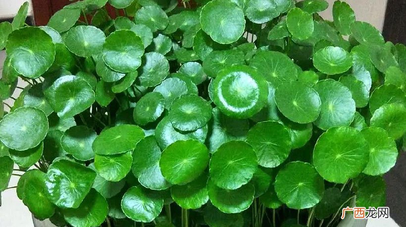 铜钱草的风水作用 铜钱草放什么位置招财