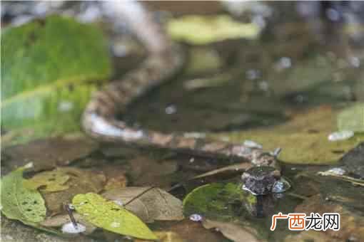 世界上最毒的蛇是什么蛇？盘点世界上十大剧毒蛇！