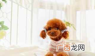 泰迪狗可以吃狗粮、熟鸡胸肉、熟南瓜、香蕉、熟白菜、熟空心菜 宠物狗泰迪吃什么食物