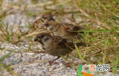 麻雀吃庄稼有啥办法治