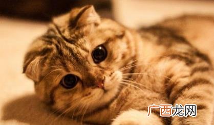 小猫喜欢摇尾巴代表什么意思