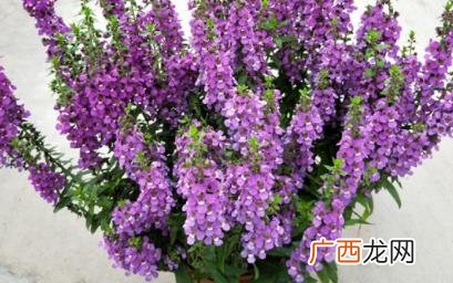 在家养香彩雀哪些是要注意的 香彩雀如何养殖