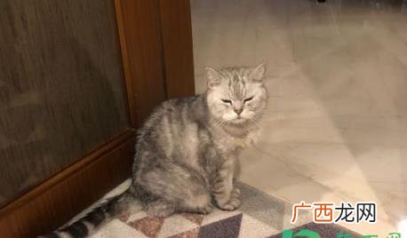 猫瘟多久传染给另一只猫