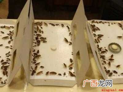 衣柜有蟑螂怎么办能除根的具体操作步骤 衣柜有蟑螂怎么办能除根