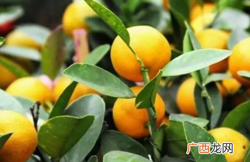金桔盆栽黄叶落叶原因及解决措施 金桔树叶子发黄怎么补救