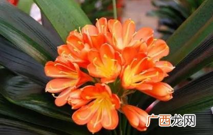 招财花有哪些