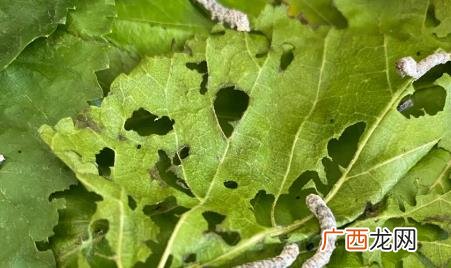 蚕一二三四五龄图片及生长过程 蚕生长的四个过程图片简笔画