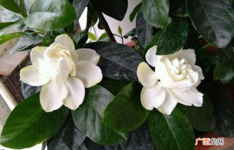 栀子花开花时花苞掉落怎么回事 栀子花掉花苞是什么原因