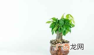 招财又旺宅的盆景推荐 招财又旺宅盆景