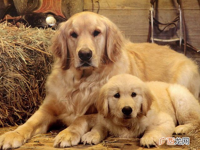 世界名表前十名 世界名犬排行榜前十