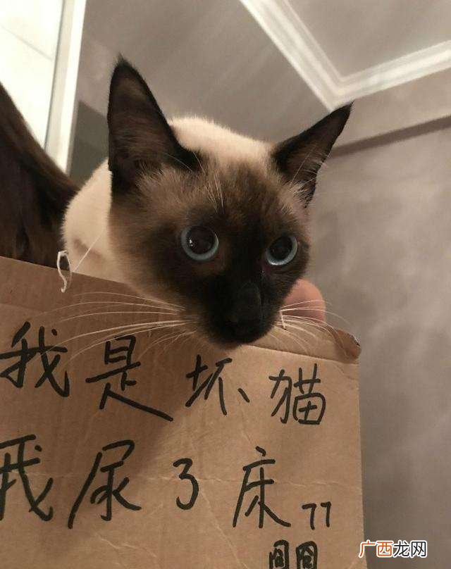 原来猫咪害怕这些惩罚方式 怎么惩罚猫咪让它长记性